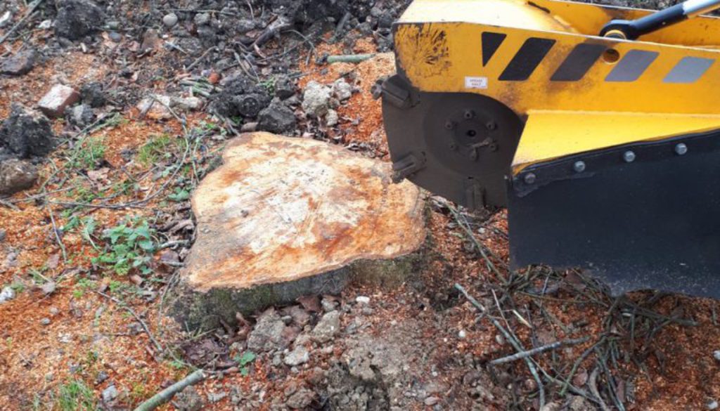 Grinding out a cherry tree stump near Much Hadham, Bishop's Stortford, in preparation for the landscapers to lay turf. ...