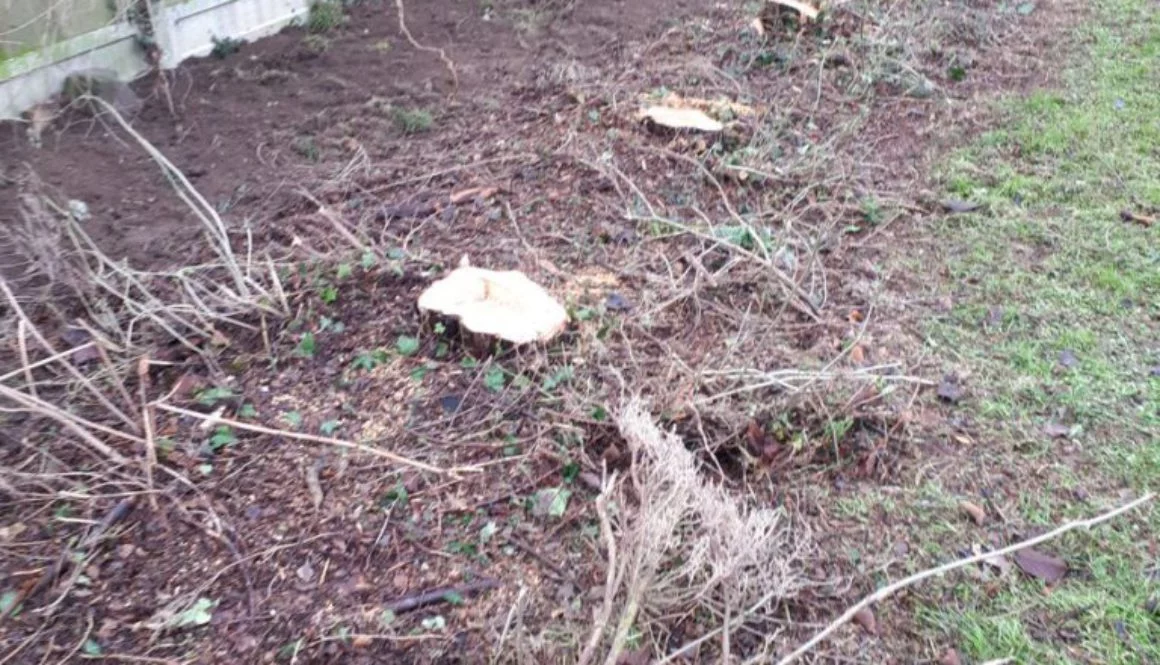 Grinding out tree stumps near Middleton, Sudbury, Suffolk. A variety of tree stumps are being removed in preparation for...