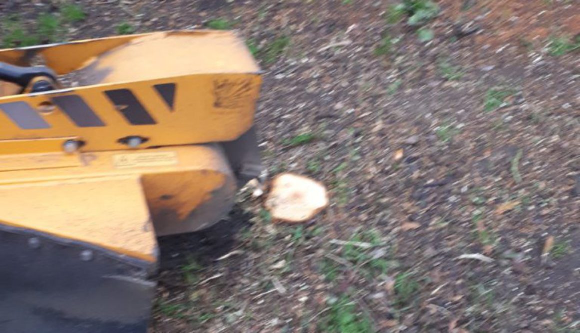 Grinding out various tree stumps and shrub roots in preparation for rotavating and preparing to grass seed. Please call ...