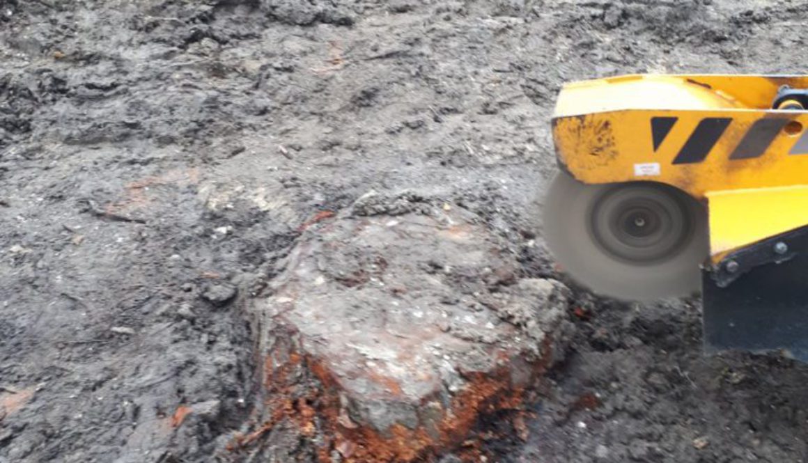 Removing a horse chestnut tree stump in preparation for turfing near, Much Hadham, Bishop's Stortford. ...
