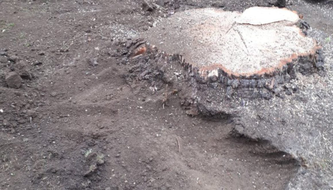 Removing a large cedar tree stump in Sewards End, Saffron Walden, Essex. ...