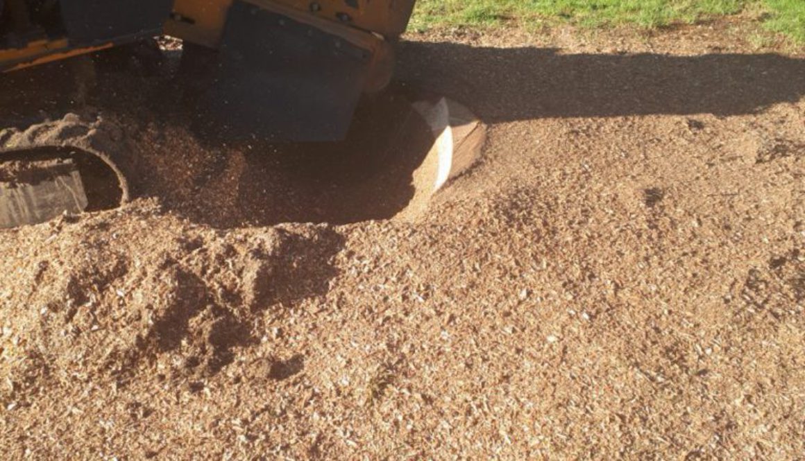 Carrying out a tree stump removal on a cedar tree stump at Manuden, near Bishops Stortford. The tree stump was ground ou...