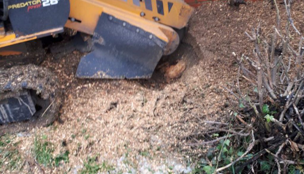 Essex Tree Stump Grinding removing conifer stumps at Panfield, near Braintree, Essex. Please call 07971 648879 for an in...