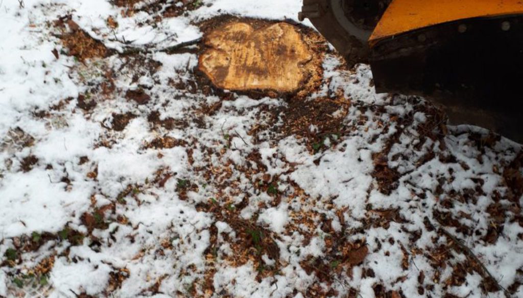 Essex Tree Stump Grinding tree stumps in Panfield, near Braintree, Essex. We are here to help you with all your tree stu...