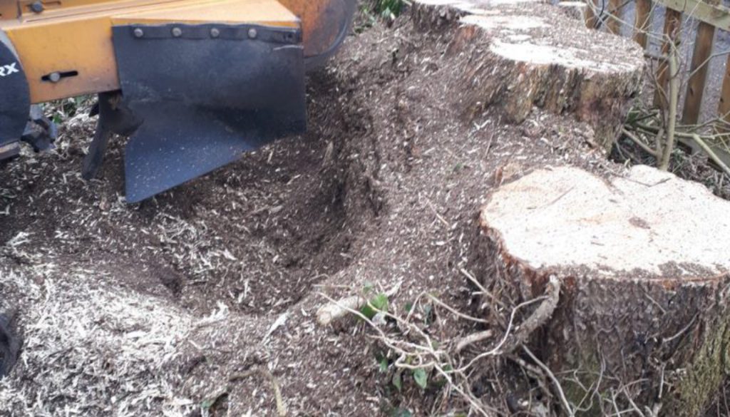 Essex tree stump grinding removing a large field maple tree stump with multiple trunks at Willows Green, Great Leighs, E...