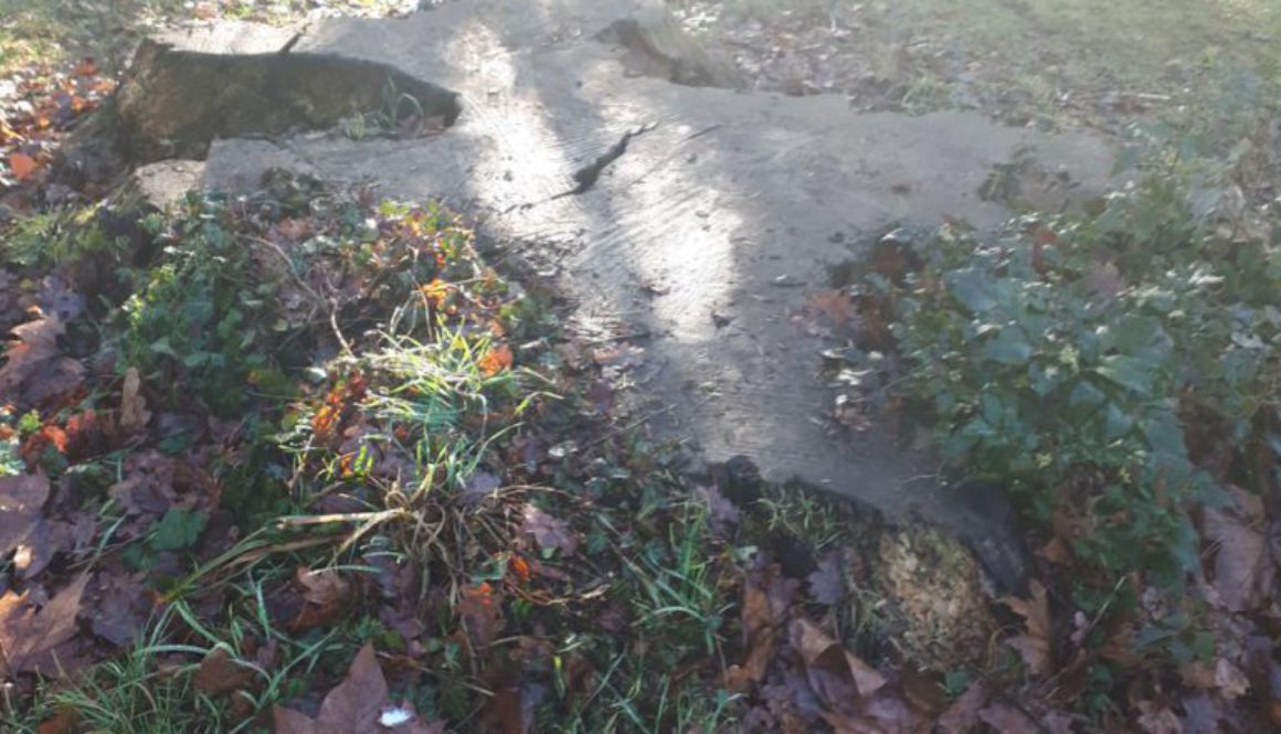 Removing an old large oak tree stump, approximately 7 feet (2+ metres) diameter in Stansted, Essex. We are here to help ...