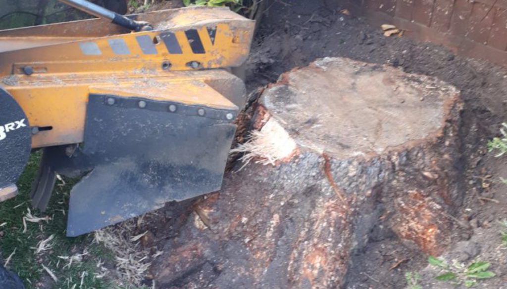 Removing a large conifer tree stump near Danbury, Chelmsford, Essex. We are here to help you with all your tree stump gr...