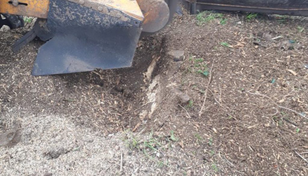 Tree stump grinding a variety of different tree stumps and shrub roots in Steeple Bumpstead, Essex. This area is being p...