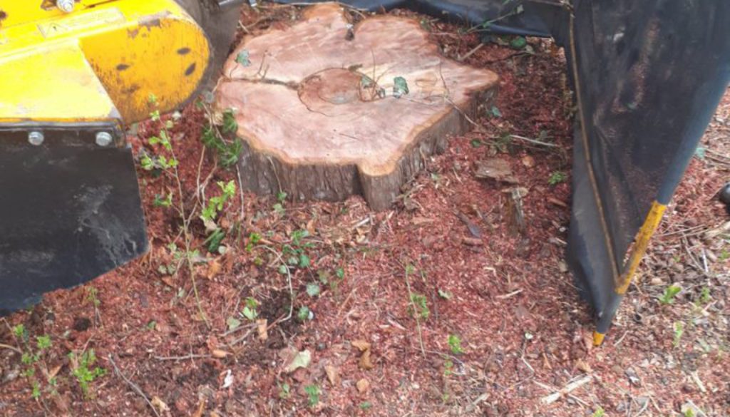 Stump grinding a yew tree stump at Stansted, Essex. This Yew tree stump is being removed in preparation for a larger dri...