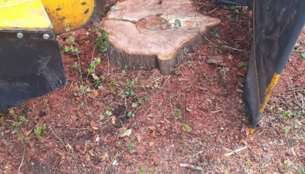 Tree stump grinding in Stansted, Essex. This particular tree stump is a horse chestnut tree. ...