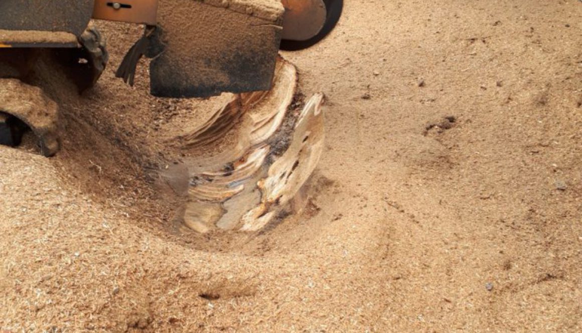 More photographs of Essex tree stump grinding a large oak tree stump in Hutton, near Brentwood, Essex. This particular t...