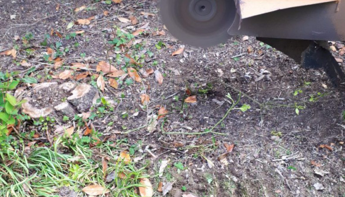 Removing a selection of various small tree stumps near High Roding, Dunmow, Essex. We are here for all your tree stump r...