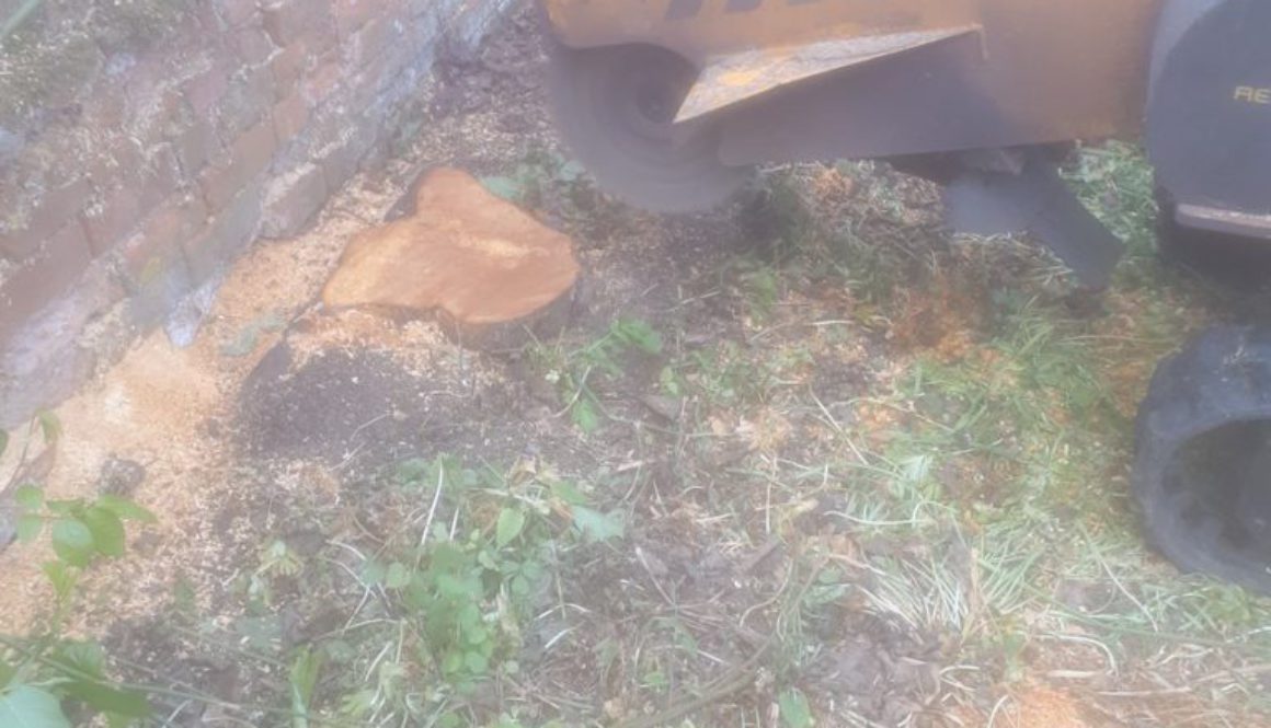 Stump grinding out various fruit tree stumps near Castle Camps, Hellions Bumpstead, Essex. We are here to get to the roo...