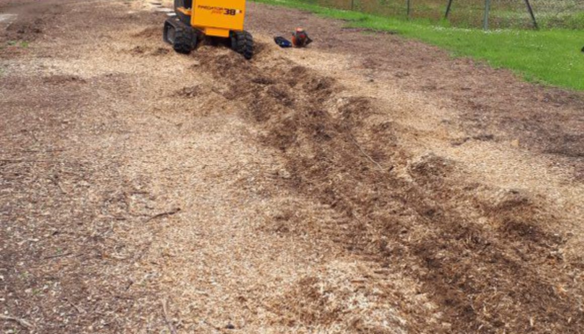 Essex Tree Stump Grinding lelandii stumps near Gestingthorpe, Sudbury. #treestumpgrinding #treestumpremovals ...