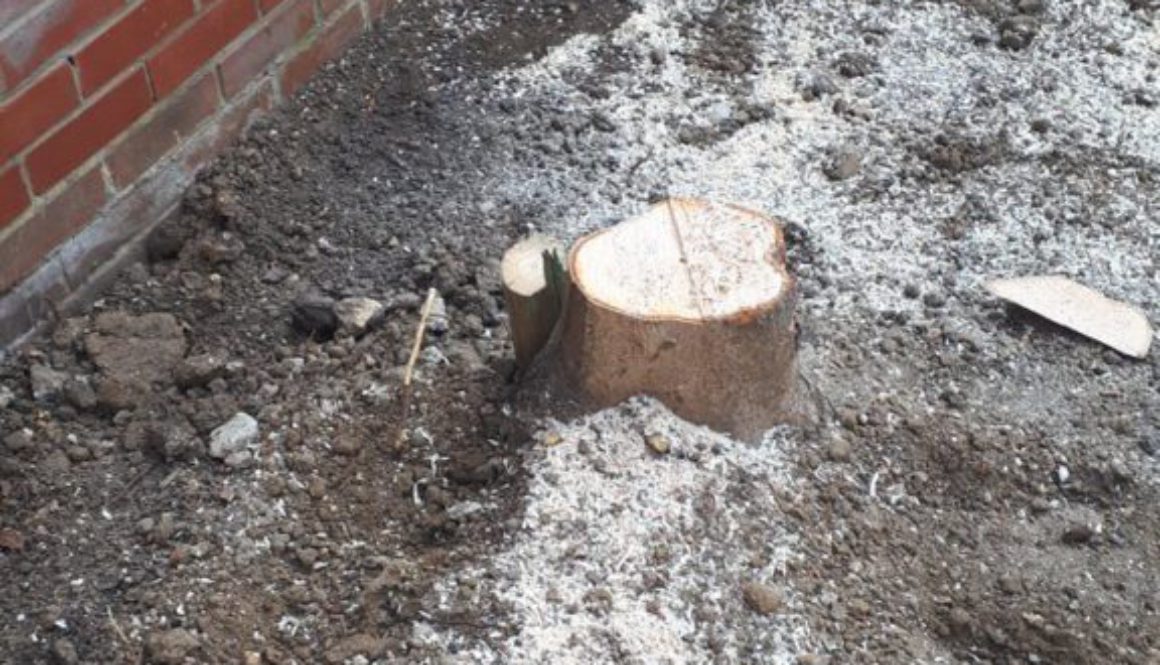 Removing tree stumps in Witham in preparation for the landscaper to finish ...