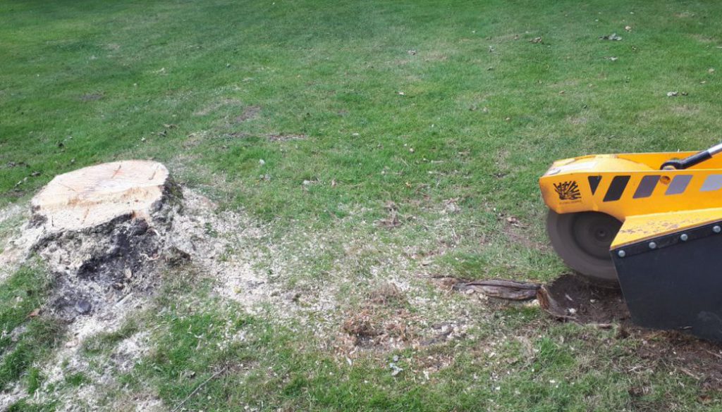 Essex tree stump grinding a poplar tree stump at Wethersfield, near Castle Hedingham, Essex. Although poplar trees are n...