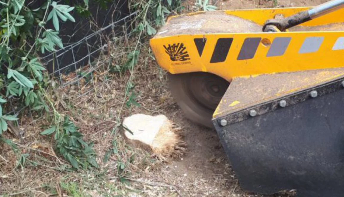 Removing a row of conifer tree stumps in Chelmsford, Essex. These conifers were removed due to the fact that they were t...