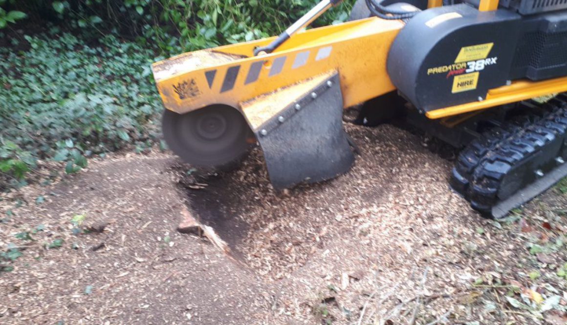 Tree stump grinding at Tilty, Dunmow, Essex. We are here for all your tree stump removal needs. #TreeStumpGrinding #Esse...