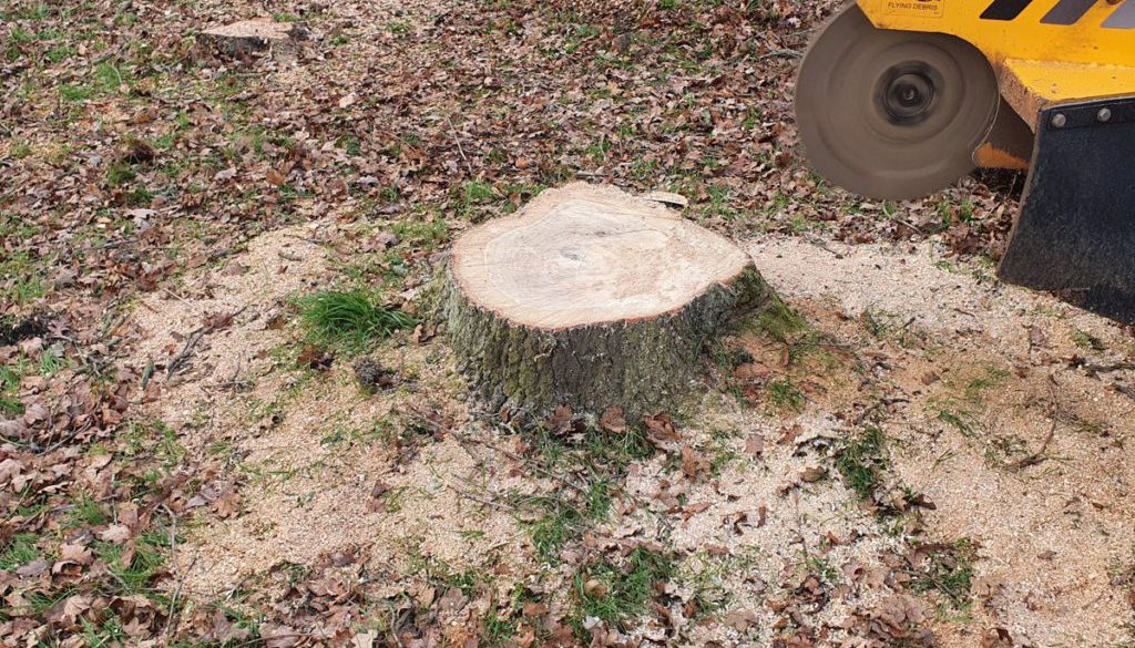 Grinding various tree stumps today at Ramsden Heath, near Billericay, Essex. Tree stumps range from oaks to fruit tree s...