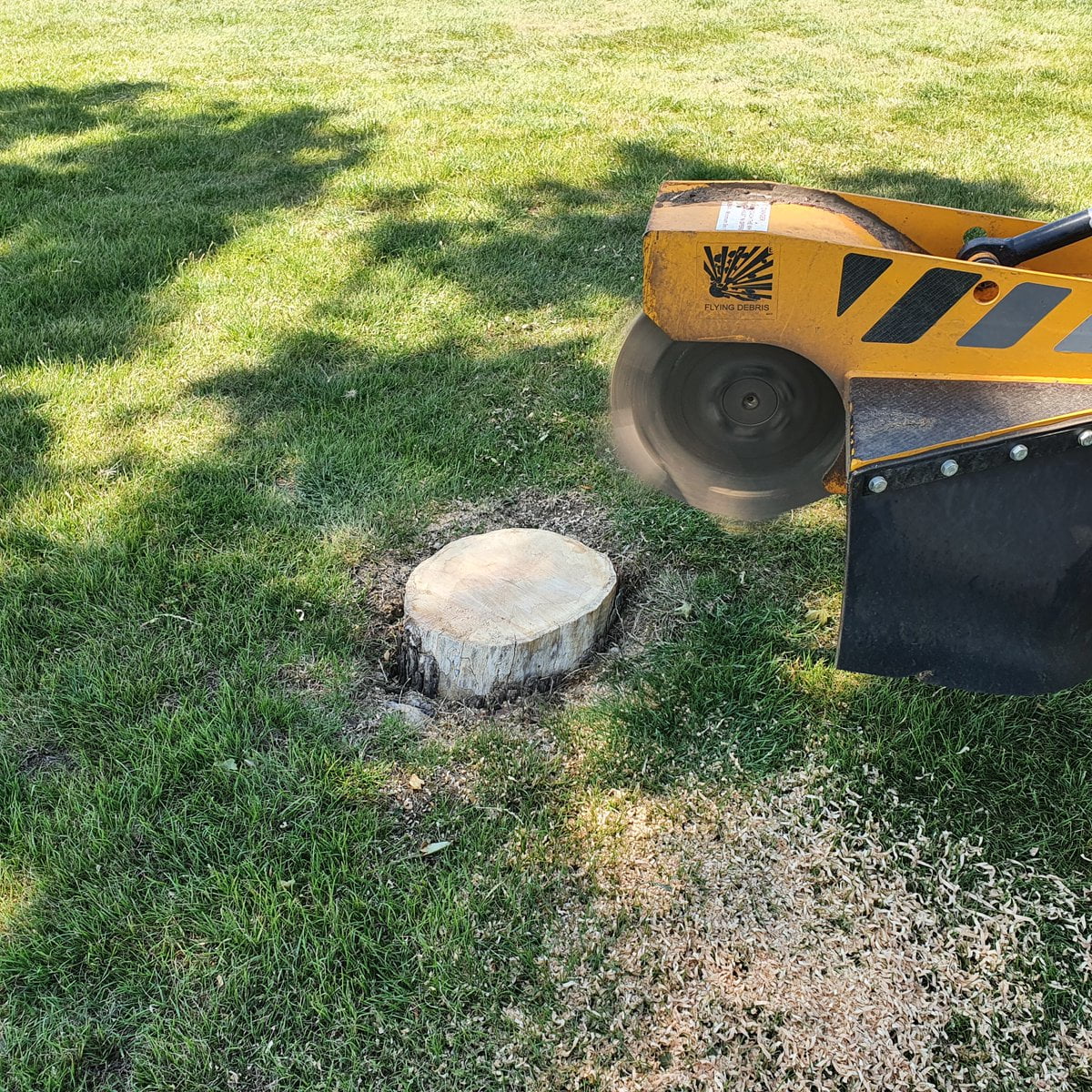 Removing various ash tree stumps at Navestock, near Kelvedon Hatch, Essex. In this garden, the old trees were being repl...