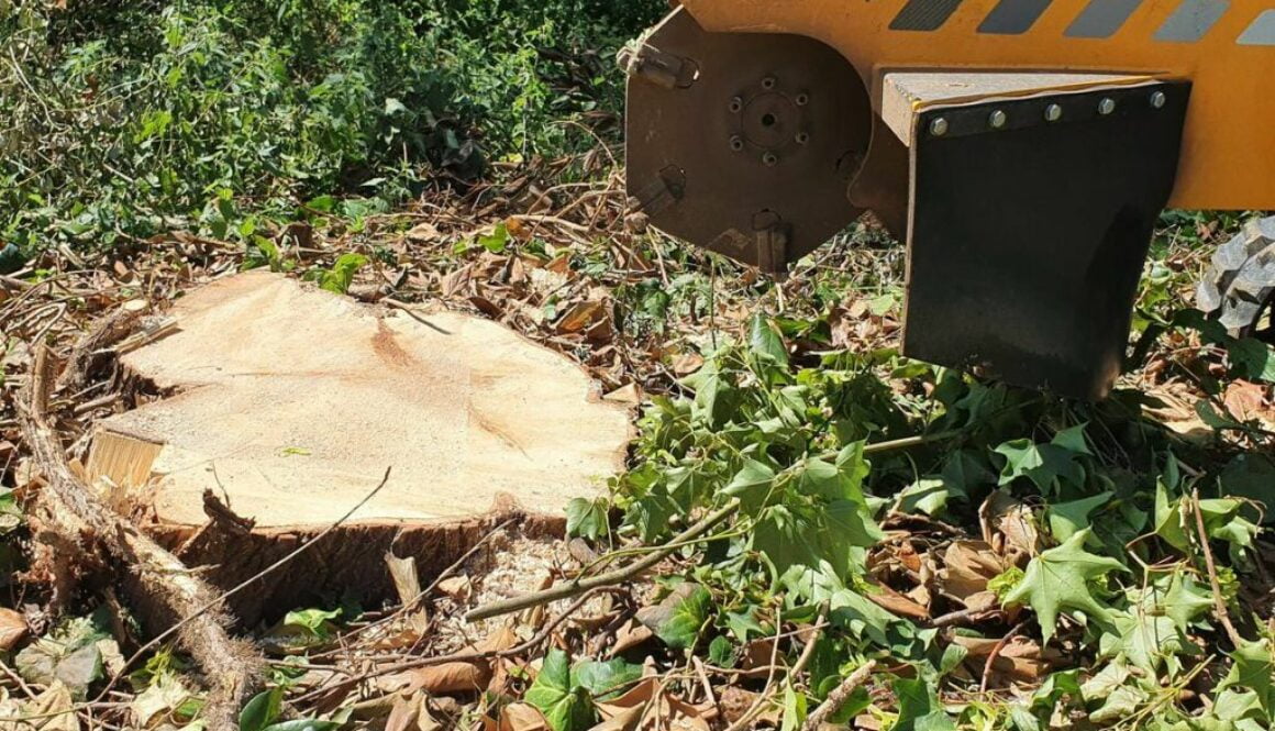 A few photographs from a job in Harlow, Essex. One large willow tree stump and one sycamore stump. #Harlow #Essex #TreeS…