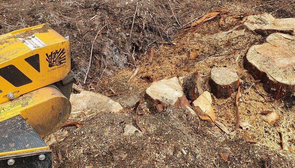 Removing a large Cedar tree stump, near Gosfield, Hedingham, Essex.