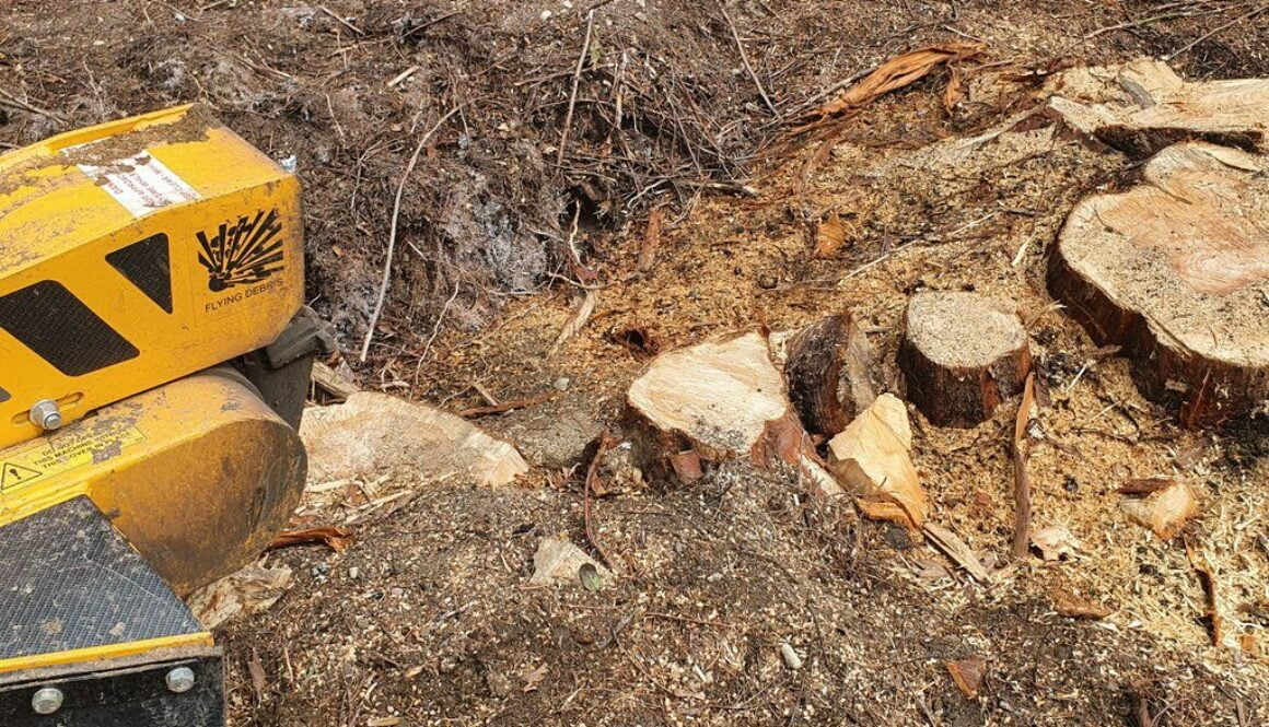 Removing a large Cedar tree stump, near Gosfield, Hedingham, Essex.