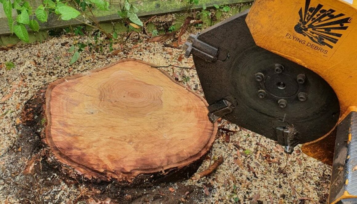 Removing a large eucalyptus tree at Danbury, near Chelmsford, Essex,