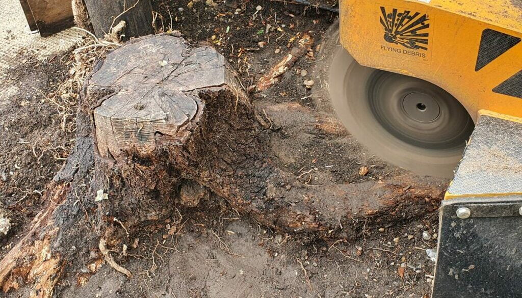 Removing an old tree stump in preparation for a new