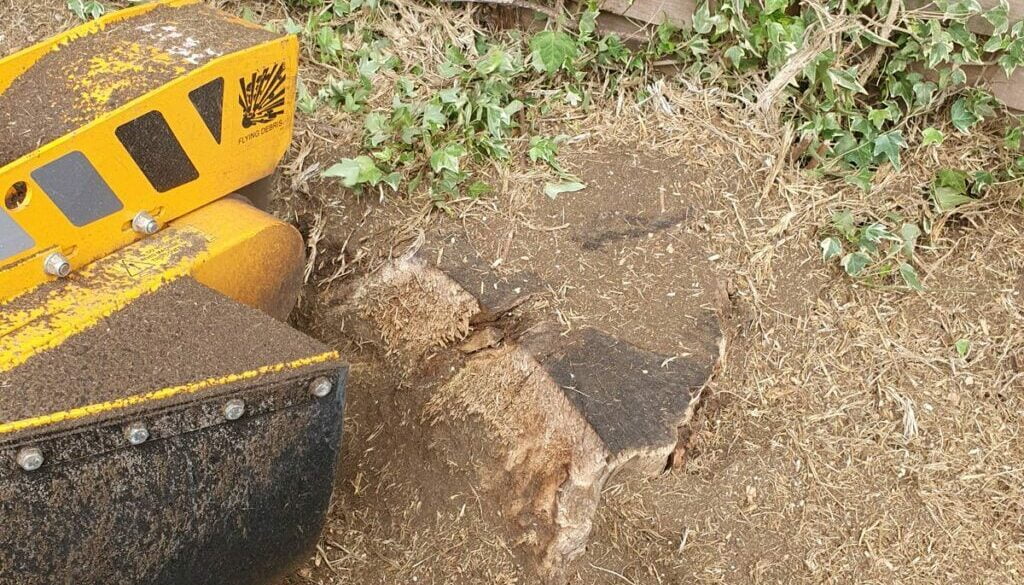 Tree stump grinding a large ash tree stump in the rain today in Bishops Stortford. It's nice when the customer leaves a ...