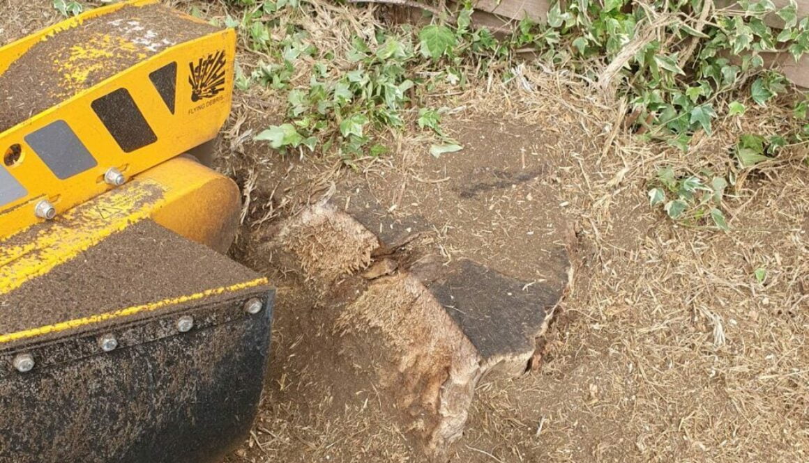 Tree stump grinding a large ash tree stump in the rain today in Bishops Stortford. It's nice when the customer leaves a ...