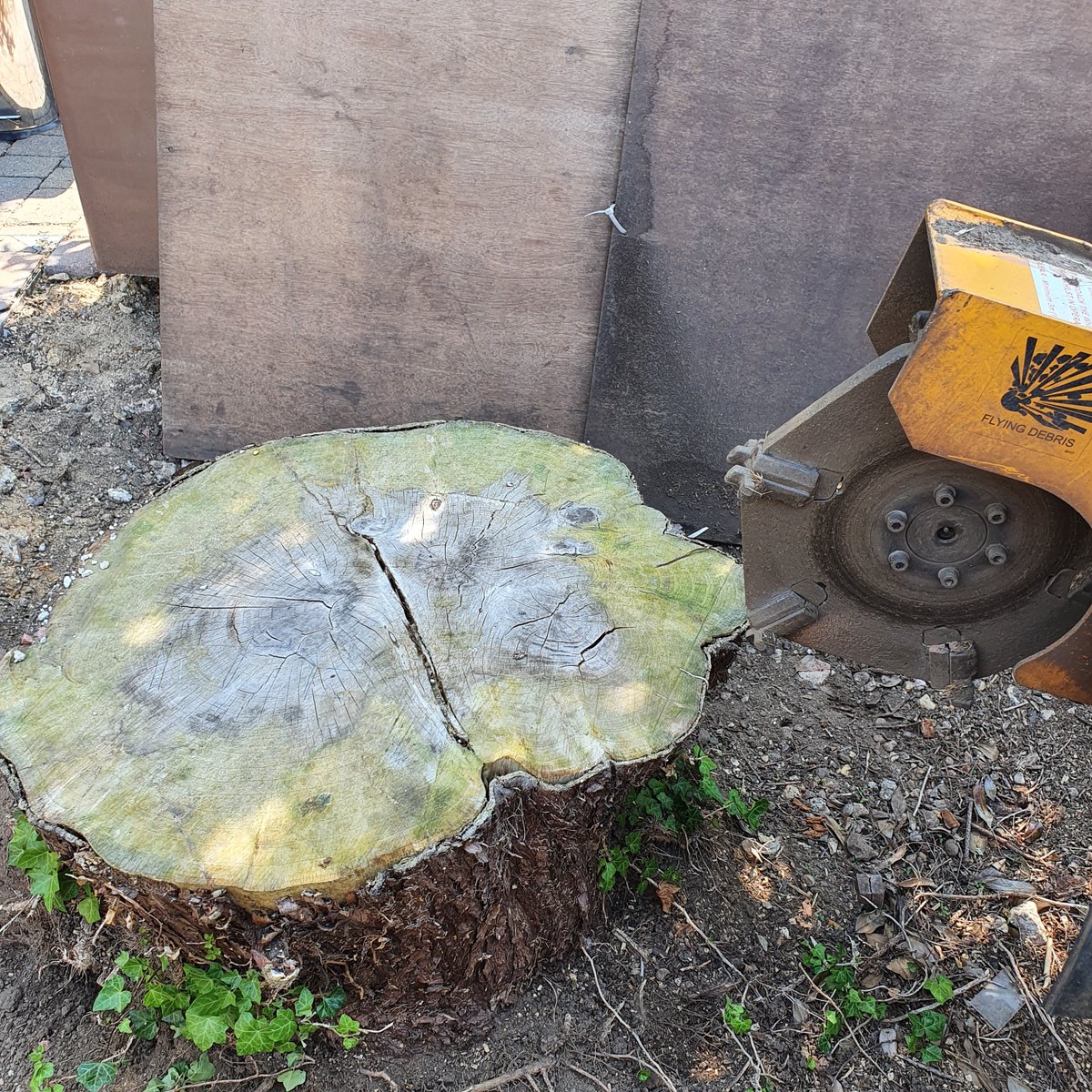 Tree stumps grinding cost, 1833 Georgetown MA