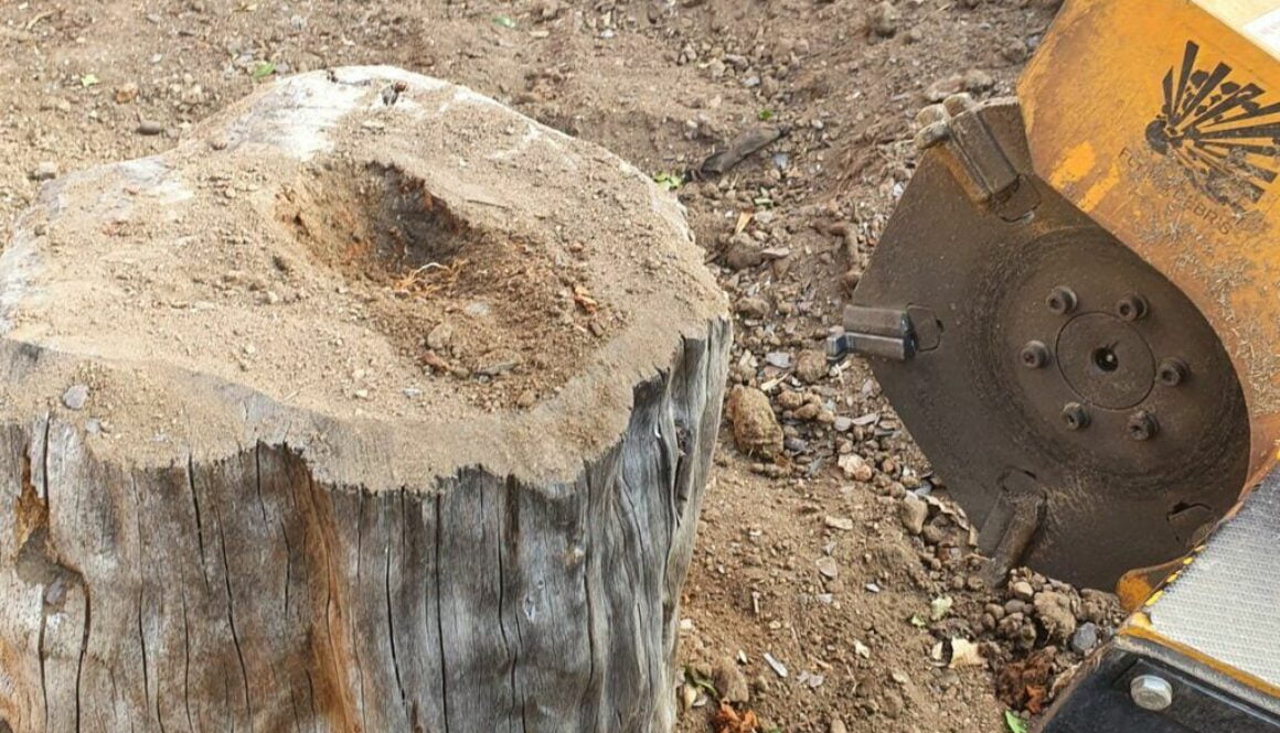 Another tree stump grinding job in Great Baddow, near Chelmsford, Essex. This was another total garden landscaping proje…