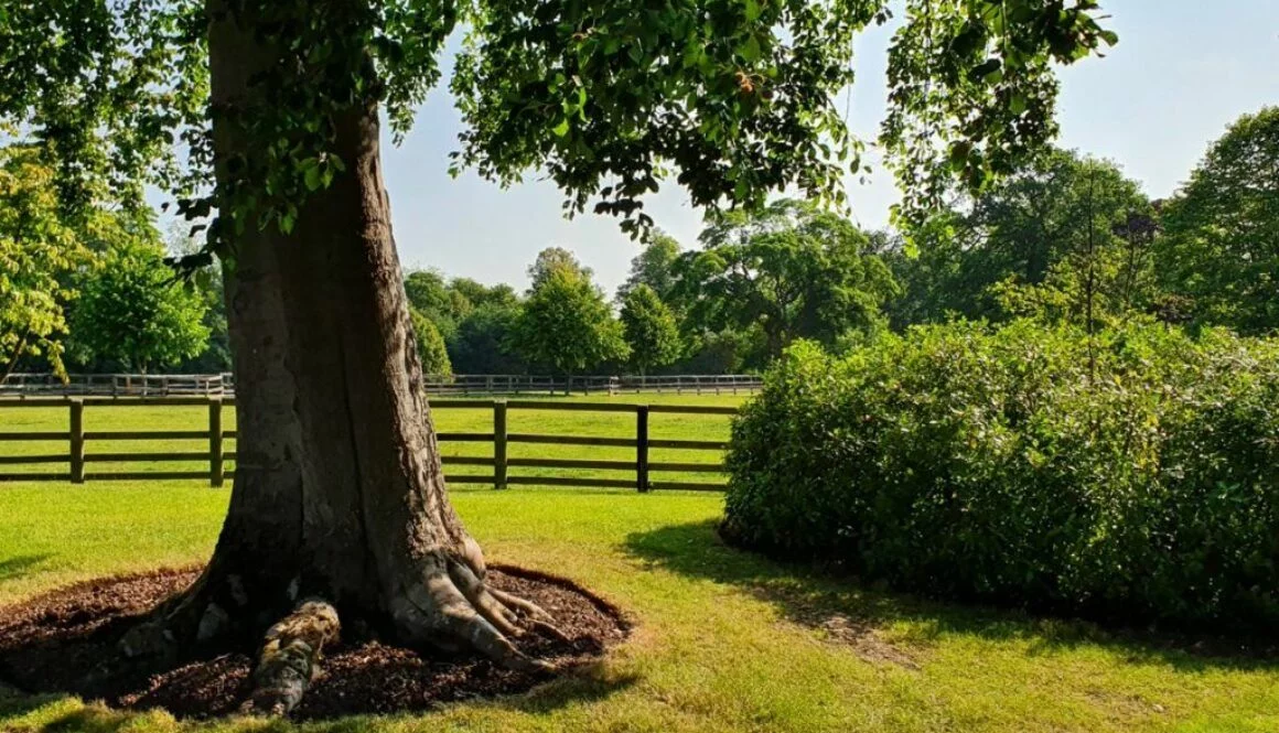 At Essex tree stump grinding we cover a large area of Essex, Suffolk, Cambridgeshire and Hertfordshire. We are fortunate…