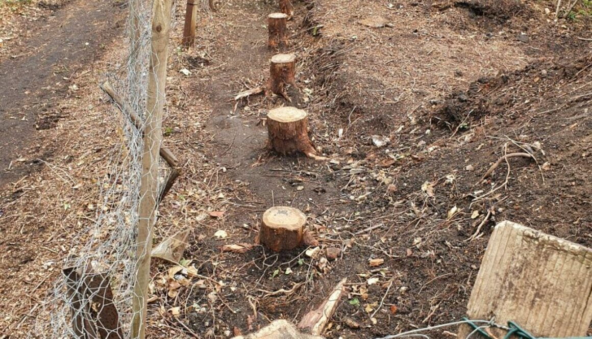 Great Bardfield, Essex. Tree stump grinding conifer tree stumps, the conifers had become far too large for the garden as…