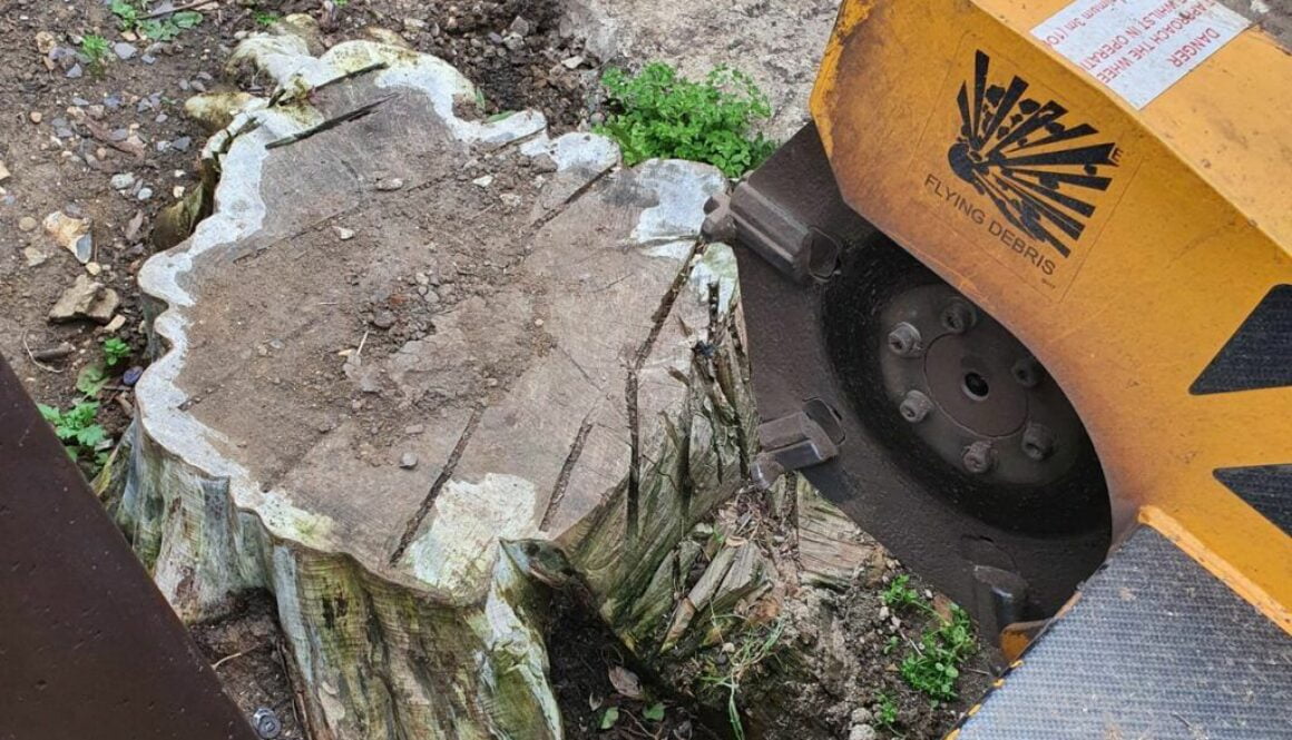 Removing a conifer tree stump in Springfield, near Chelmsford, Essex. The tree stump was removed to make way for a new p…