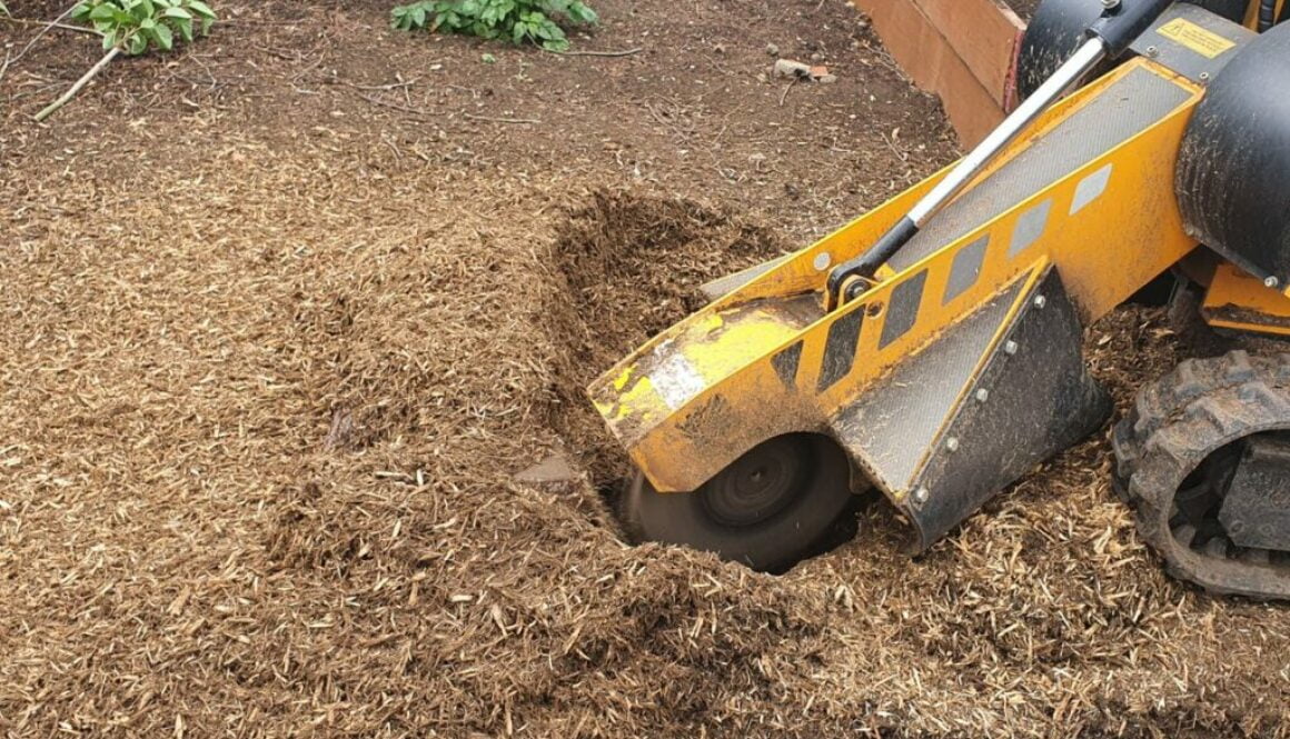 Stump grinding two large conifer tree stumps at Rainham, Essex. The tree stumps were removed to make way for a new large…