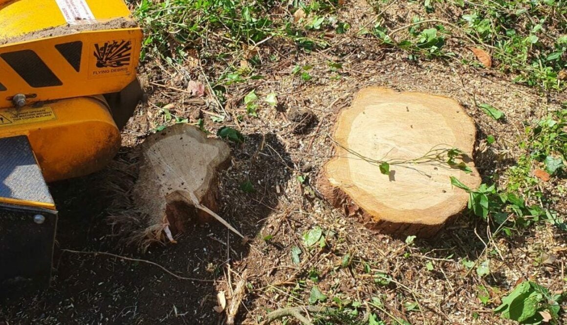 Tree stump grinding a selection of tree stumps near Cockfield, Bury St Edmunds, Suffolk. Essex tree stump grinding is ba…