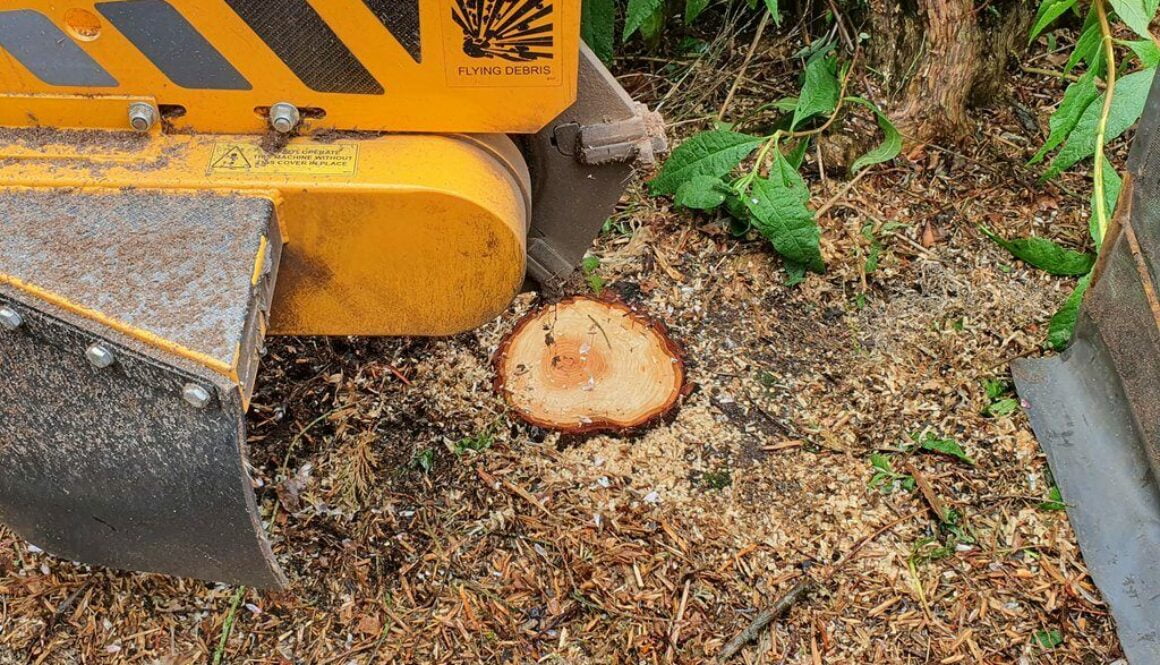 Tree stump grinding a variety of tree stumps, near Clare, Suffolk. We are here for all your tree stump removal needs. #S...