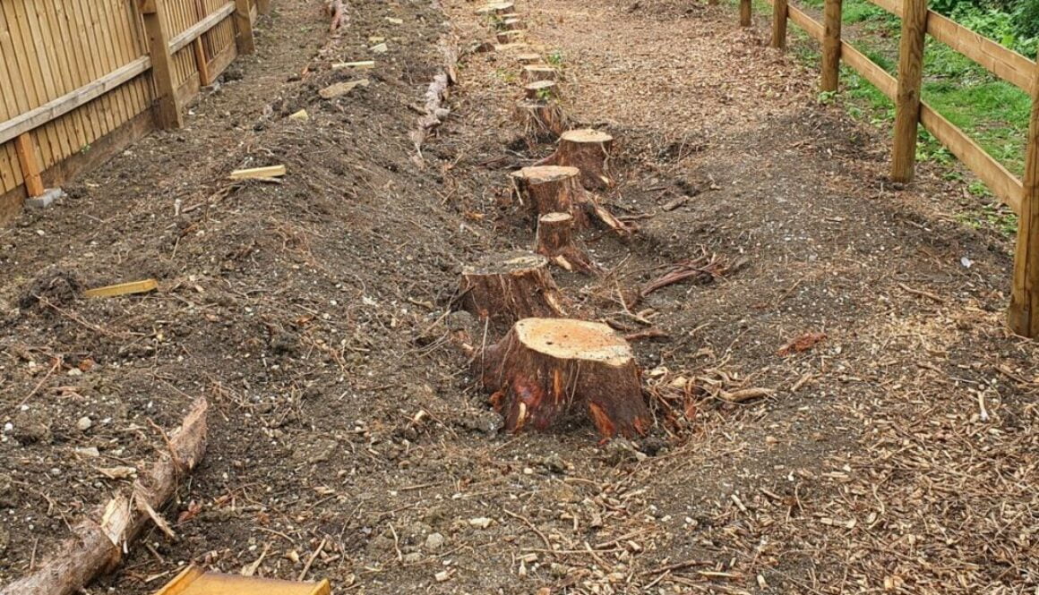 Tree stump in High Roding, near Great Dunmow, Essex. The photograph shows 25 conifers tree stumps varying from 12 inches…