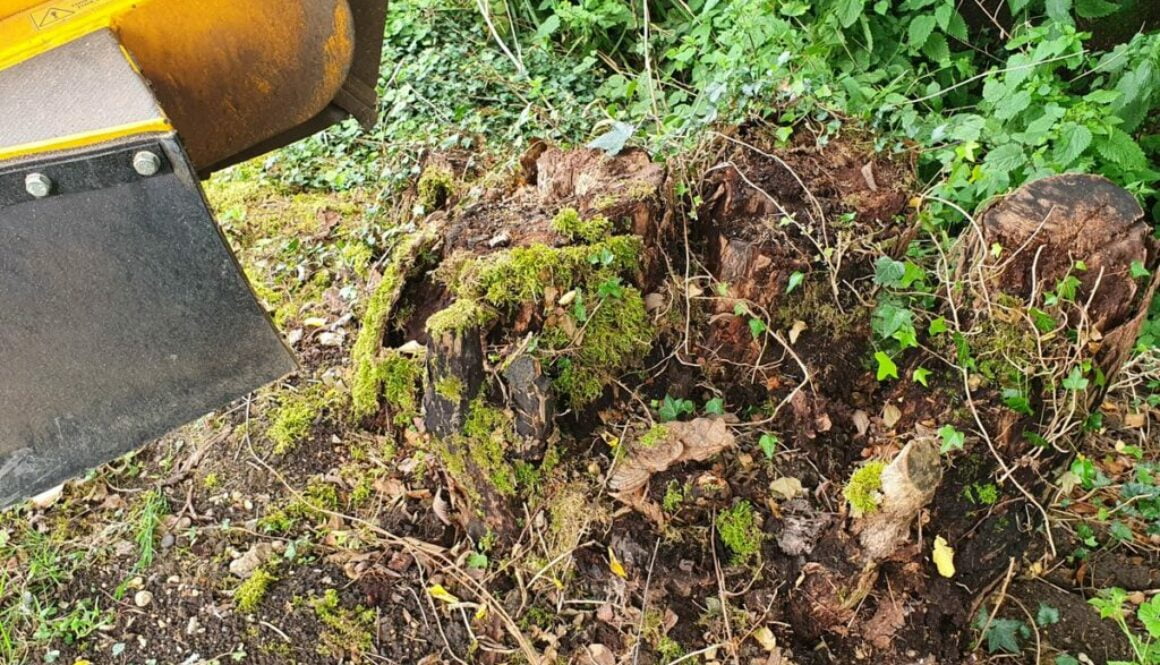 Willows Green, Great Leighs, near Braintree, Essex. Tree stump Grange in a very old ash tree stump which was very rotten…