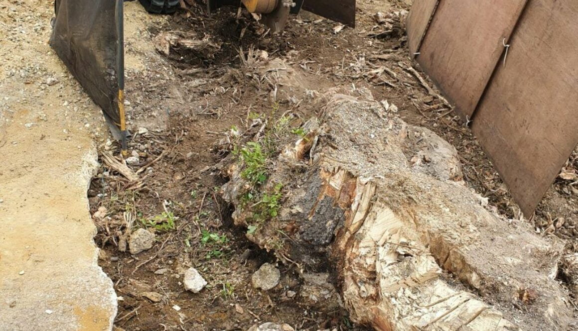Working in Brentwood, Essex, this afternoon. We had a large ash tree stump which was approximately 6′ x 2′ wide, so fair…