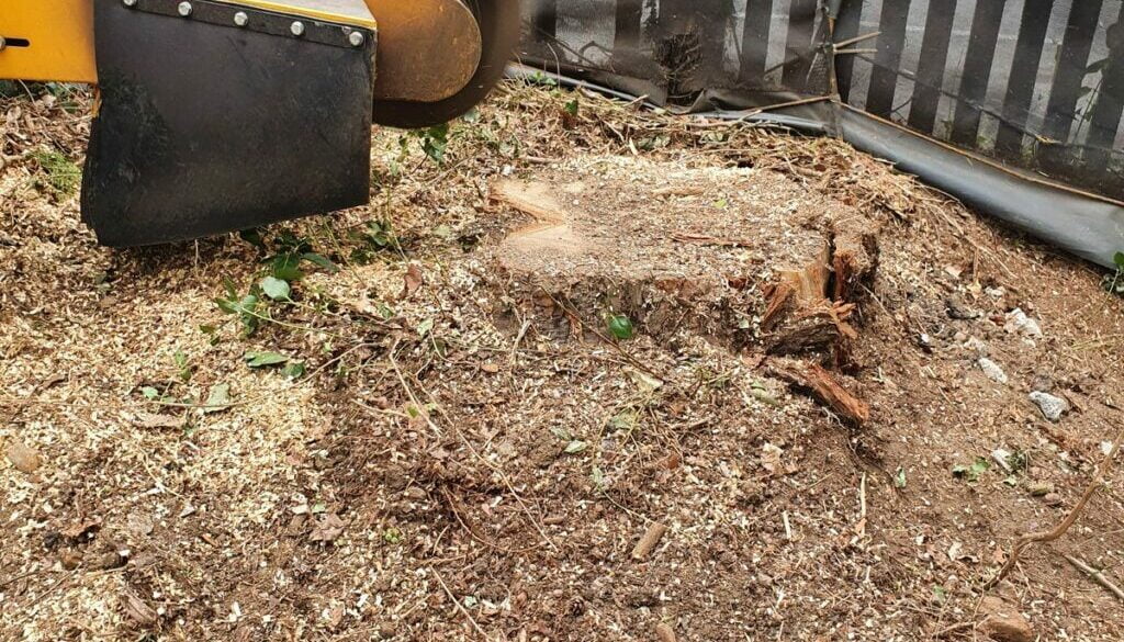 Stump grinding a large conifer stump at Stebbing, near Dunmow, Essex. The large conifer stump was removed to make way to…