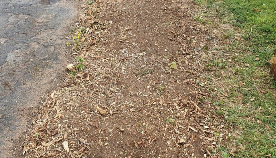 Tree stump grinding at Steeple Bumpstead, near Haverhill, Suffolk. Grinding out some conifer stumps in the preparation o…