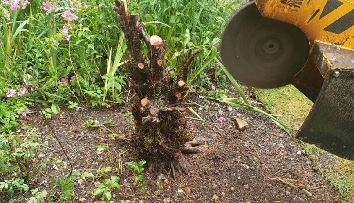 Tree stump grinding at Steeple Bumpstead, near Haverhill, Suffolk. Removing a small Yew tree stump in a flower border, m…