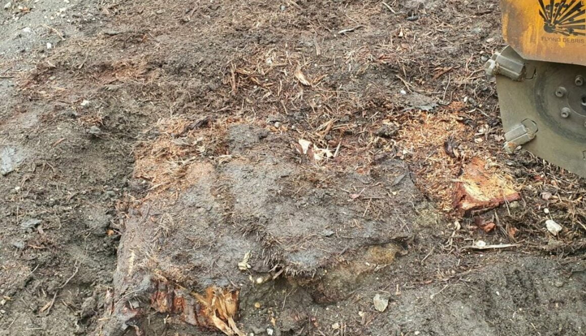 Tree stump grinding in Great Bardfield, Essex. Yesterday I was removing the remains of an old Willow stump in preparatio…