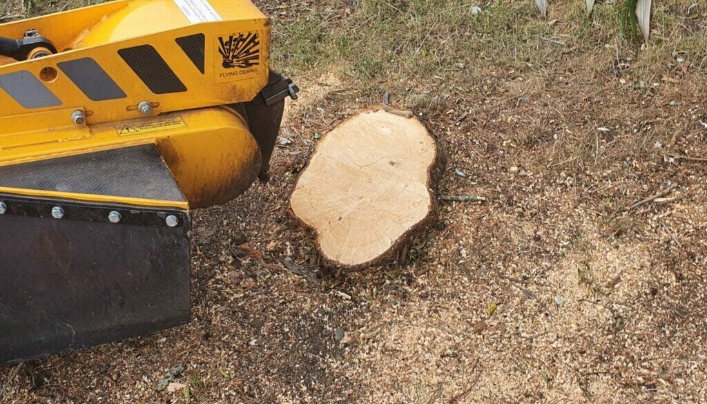 Tree stump grinding near Goldhanger, Maldon, Essex. A few trees had already been removed to make way for a garden makeov…