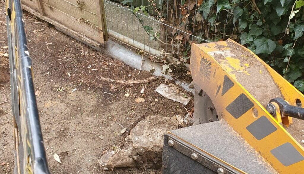 Tree stump in Hempstead, near Saffron Walden, Essex today. A row of conifer stumps were removed in preparation for a new…