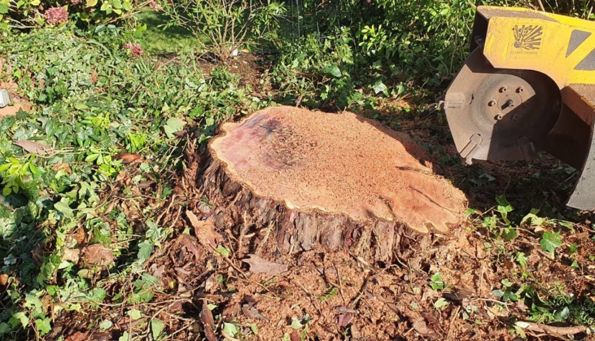 Tree stump grinding at Chigwell, near Epping, Essex. A large yew tree stump, apple tree stump and various other stumps w...