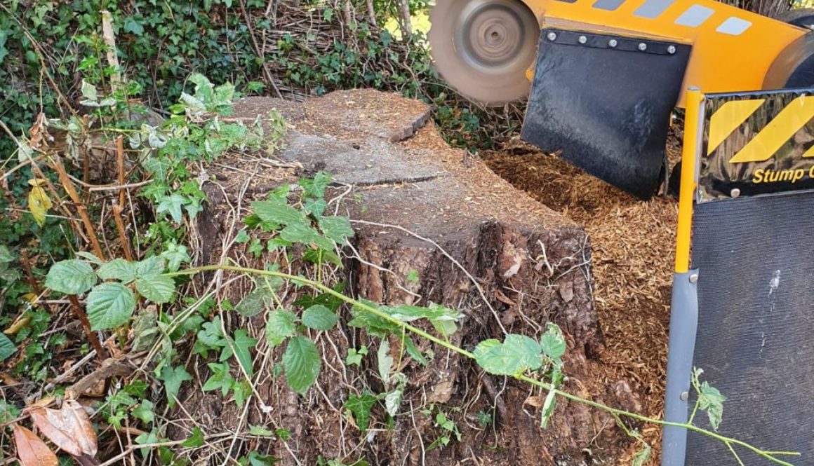 Tree stump grinding in Cornish Hall End, Finchingfield, Essex. There were a number of sycamore tree stumps to be removed...